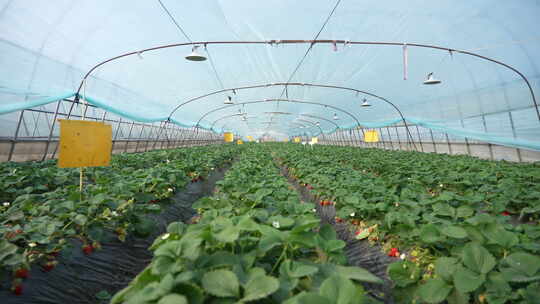 农民田间劳动种植蔬菜蔬菜大棚里的蔬菜草莓视频素材模板下载