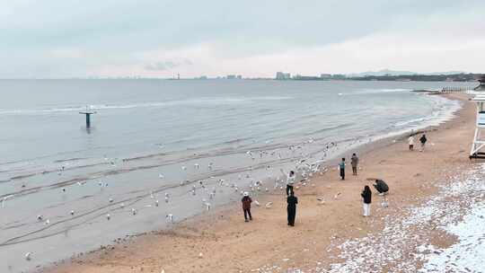 海边成群的海鸥