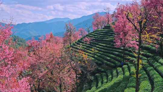 大理无量山樱花谷