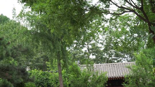 中国古建筑园林石雕明清古松树