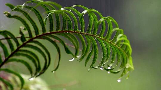 倾盆大雨落在蕨类植物上