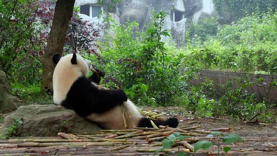 肉嘟嘟的大熊猫在吃竹子