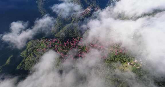 8K-大理无量山樱花谷冬樱花清晨云海航拍