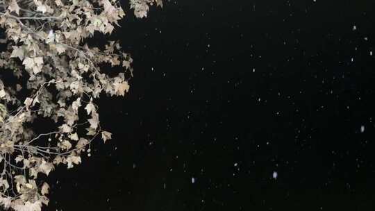 夜晚树枝飘雪慢动作
