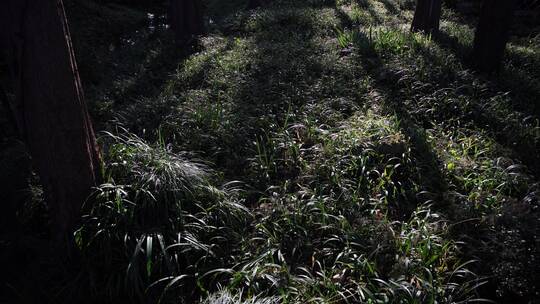 杭州西湖十景茅家埠水乡风景