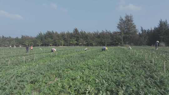 大片西瓜田航拍