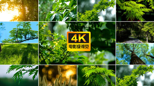 唯美树叶逆光空境合集