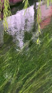 清澈见底的泉水，透出绿意盎然的水草