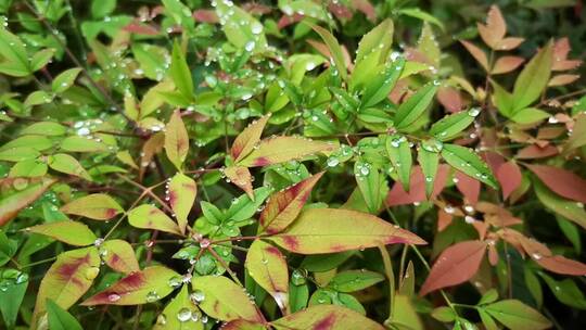 实拍野花野草绿色植物