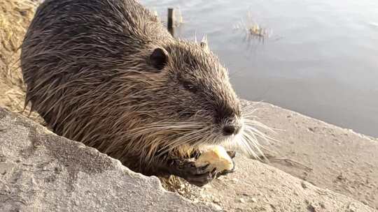 一只缓慢进食的海狸