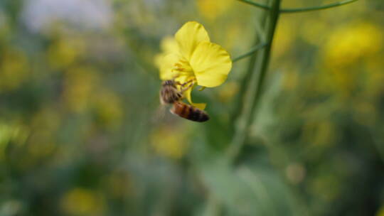 油菜花上的蜜蜂采蜜慢镜头
