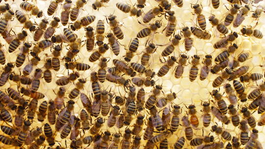 蜂巢蜂蜡上的密密麻麻蜜蜂