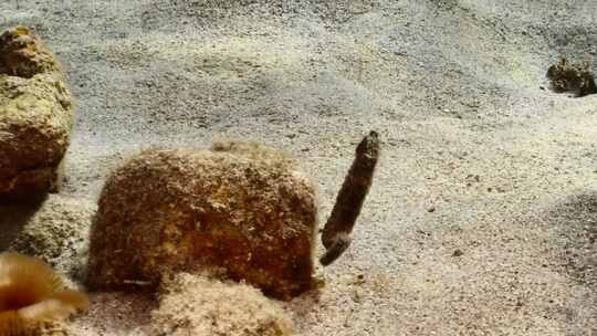 海马，珊瑚，海洋生物，水下