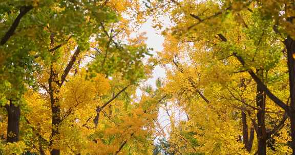 秋季地坛公园的黄叶和红墙