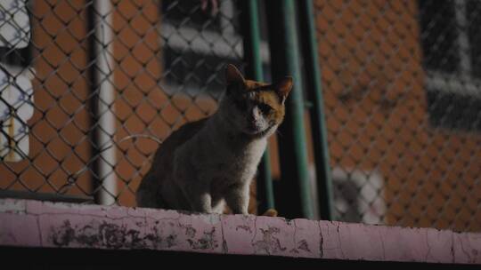 夜晚的流浪猫在墙头