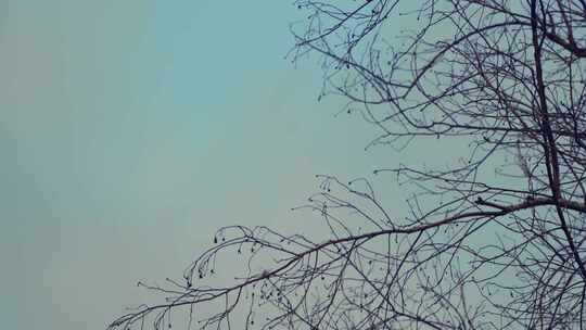 天空树枝枯木