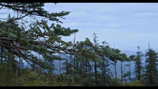 高清实拍眉山洪雅瓦屋山森林