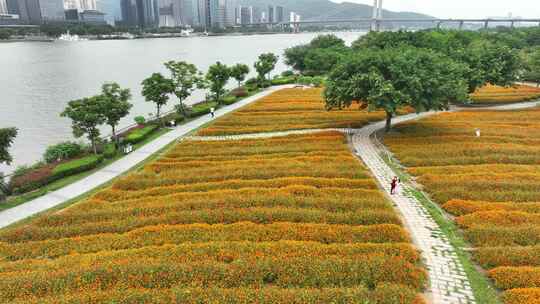 航拍福建福州城市花海公园