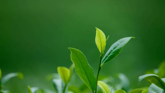 4k绿茶茶园航拍茶山茶芽茶叶泡茶茶道茶艺