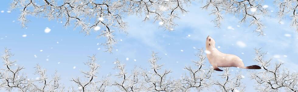 海豹冬天 树木大雪 网红震撼天幕