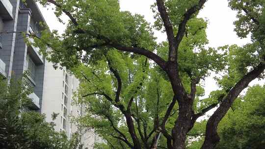 城市绿化参加大树实拍