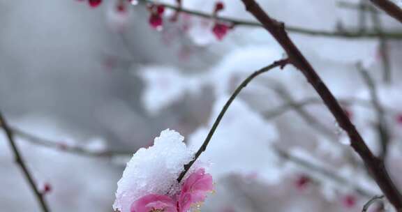 冬季下雪红梅花盛开红梅傲雪