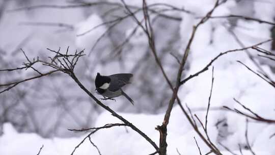 雪后树枝上的鸟儿