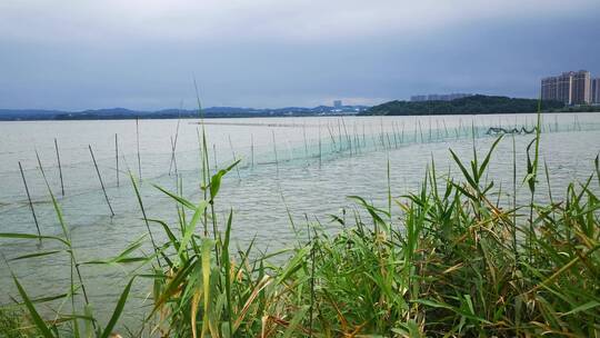 实拍湖面野草芦苇植物