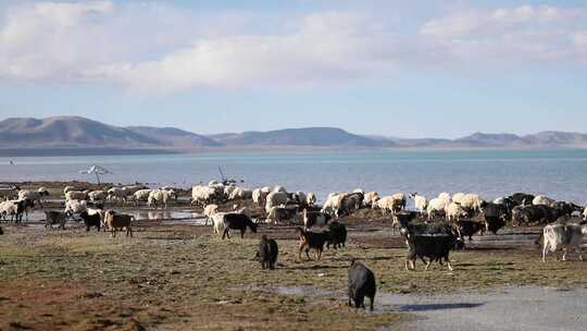 西藏湖边放牧