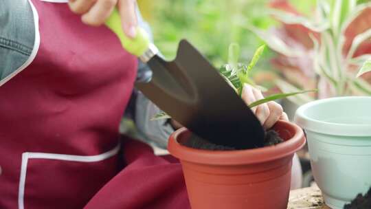 女人正在种植盆栽