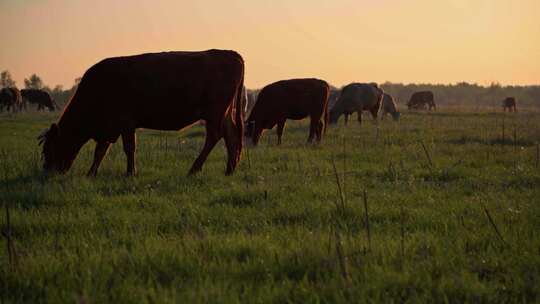 4K高清生态牧场一群牛在吃草黄牛