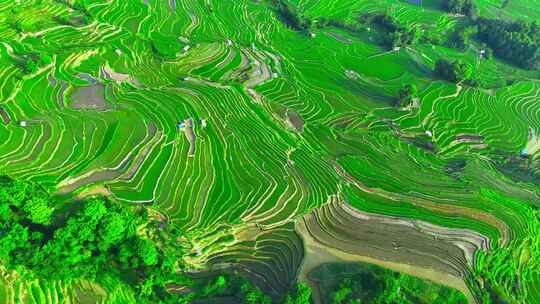 大山梯田