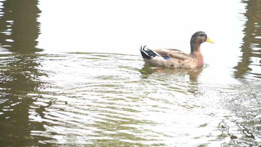 鸭子 农村鸭子 河边鸭子 鸭子在玩水