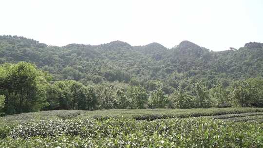 茶园 树 山