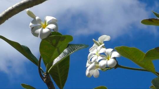 白色的花朵在晴朗的天空中移动