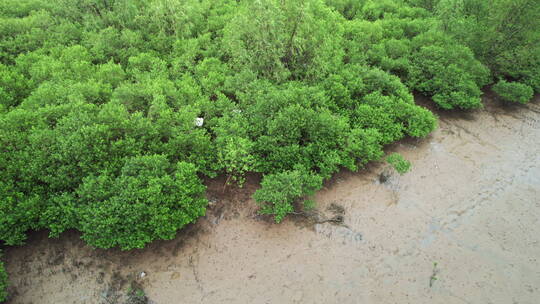 江门台山镇海湾红树林自然保护区航拍