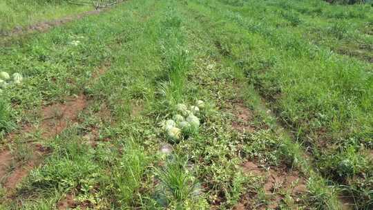 西瓜地 西瓜 瓜田 西瓜种植视频素材模板下载