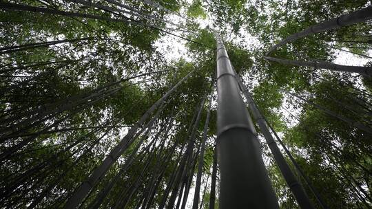 竹子竹林写意水墨