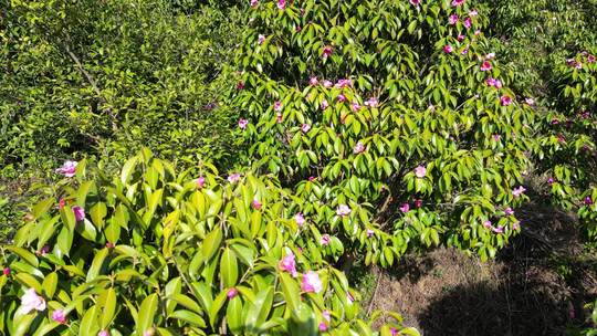 农业种植满山遍野野生山茶花盛开航拍