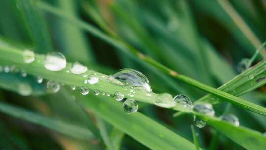 特写雨后大自然