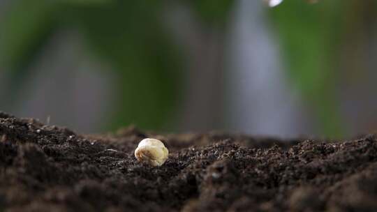 种子生根发芽植物生长生命生长