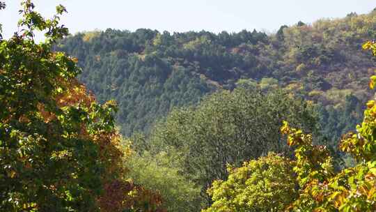 远方风景树木掩映枝叶植物绿色生态