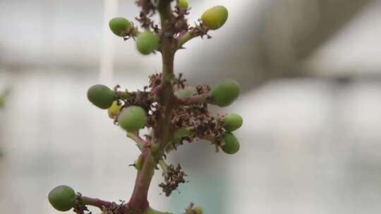 芒果 芒果种植  芒果加工 采摘