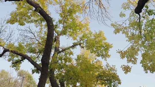 秋天黄叶绿叶城市街道树木