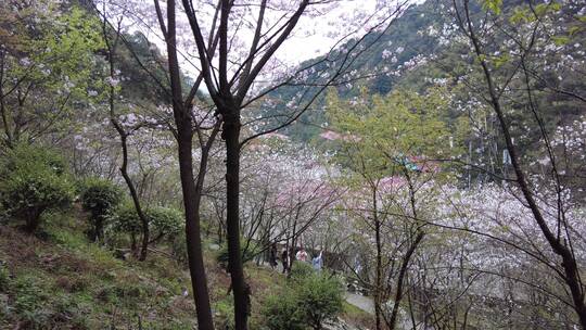 春天郴州王仙岭樱花园樱花1