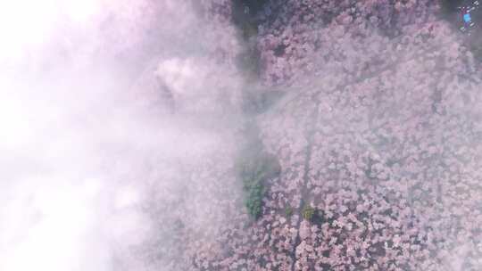 航拍贵州平坝樱花