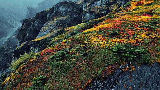 雨崩高山绝壁植被