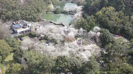 春天人们出门赏花，望月公园樱花盛开成海