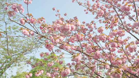 晚樱樱花春天花朵空镜空景运镜