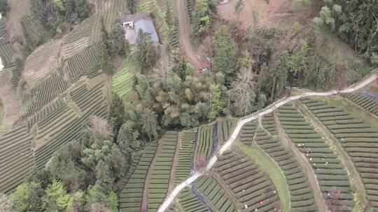 茶叶茶绿茶采茶茶山春茶茶园4K实拍